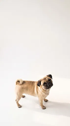 Fawn Pug Looking Up on White Background