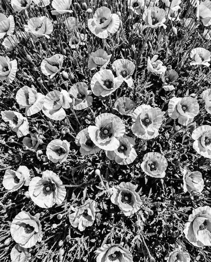 Monochrome Overhead Field of Wild Poppies