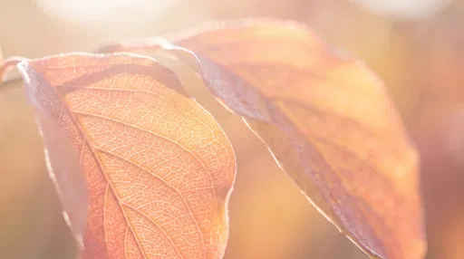 Backlit Golden Pink Autumn Dogwood Leaves