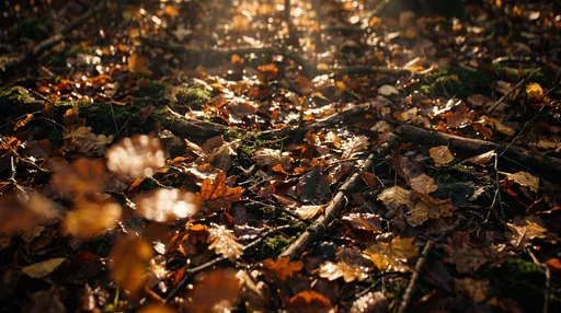 Sunlight on Autumn Forest Floor Leaves
