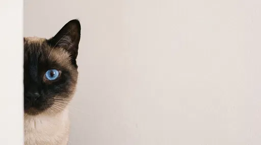 Siamese Cat Peeking Around White Wall