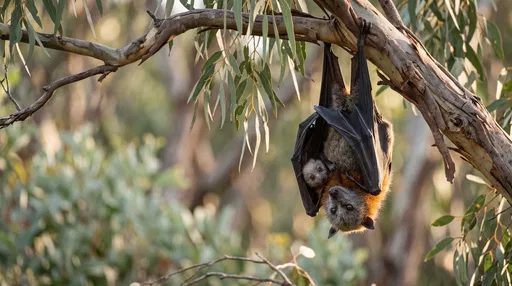 Flying Fox Mother and Pup Hanging