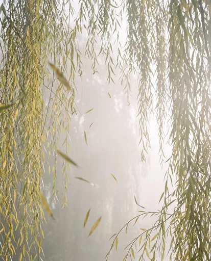 Misty Weeping Willow Branches Framing Copy Space