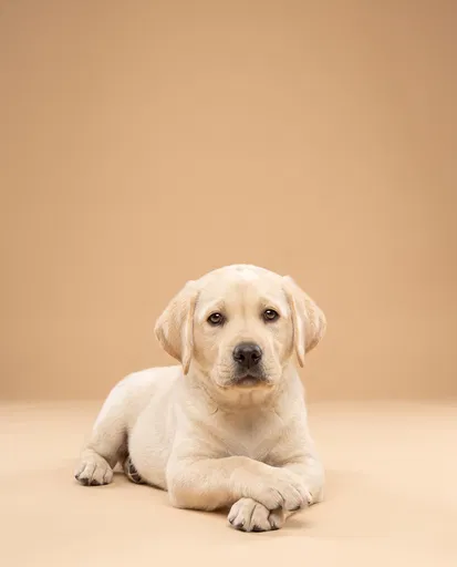 Yellow Labrador Puppy on Beige Studio Backdrop