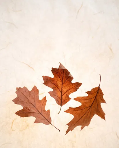 Three Backlit Autumn Oak Leaves on Paper