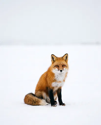 Red Fox Sitting on White Snow