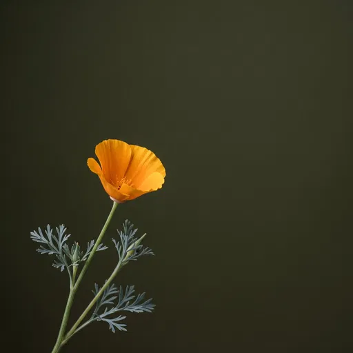 Single California Poppy on Olive Background