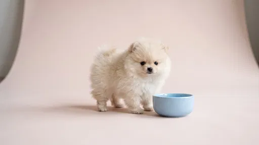 Fluffy Pomeranian Puppy Beside Blue Bowl