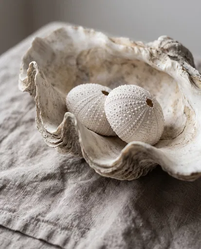 Sea Urchin Skeletons in Giant Clam Shell