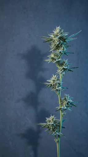 Cannabis Stem on Slate Blue Backdrop