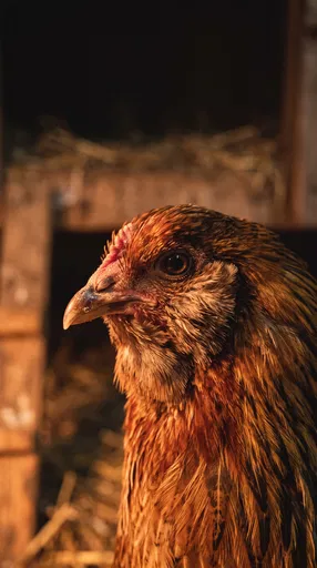 Close-Up Portrait of Easter Egger Hen