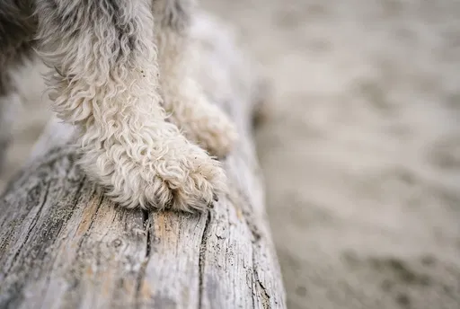 Fluffy Dog Paw on Driftwood Log