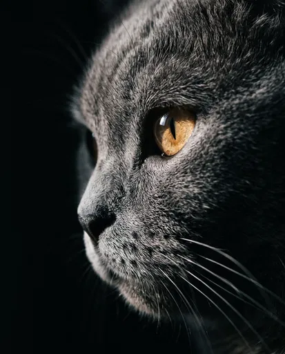 Macro Profile of British Shorthair Cat
