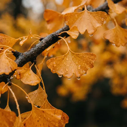 Wet Golden Ginkgo Leaves in Autumn Rain