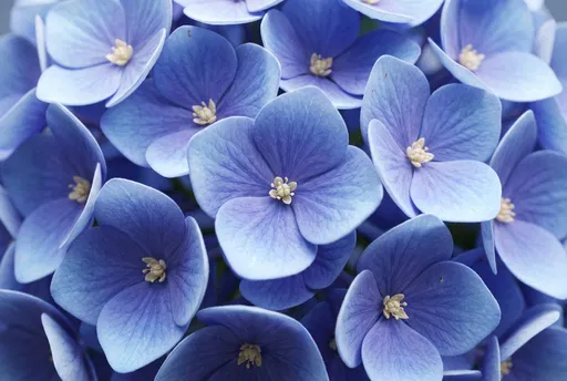 Close-Up of Blue Hydrangea Flowers
