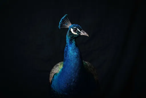 Blue Peacock Studio Portrait on Black