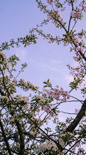 Spring Blossoms Against Lavender Twilight Sky