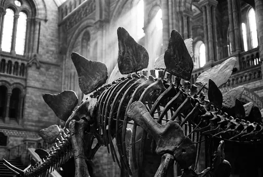 Monochrome Stegosaurus Skeleton in Grand Museum