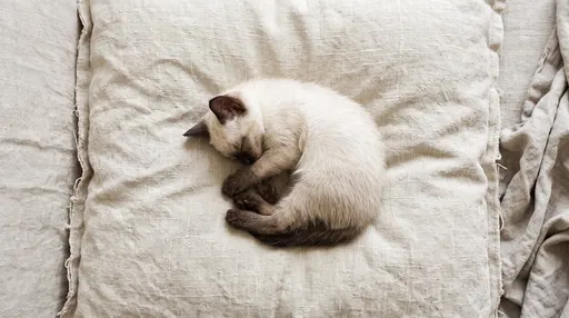 Sleeping Siamese Kitten on Linen Cushion