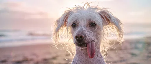 Chinese Crested Dog Portrait on Beach