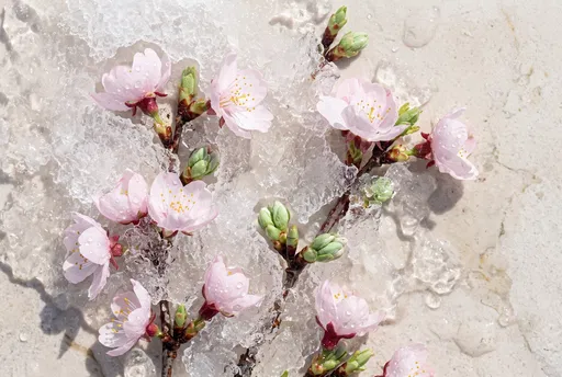 Cherry Blossoms in Melting Ice