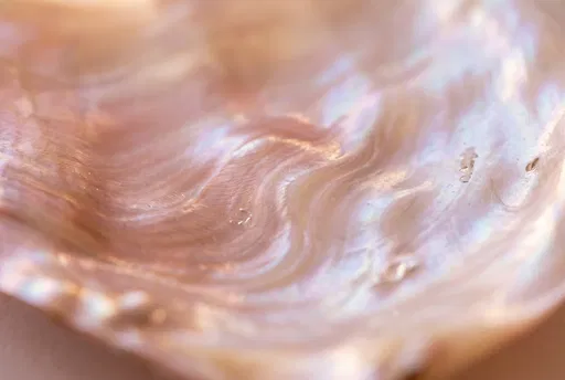 Iridescent Pink Mother of Pearl Macro