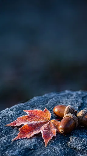 Frosted Maple Leaf and Acorns on Stone
