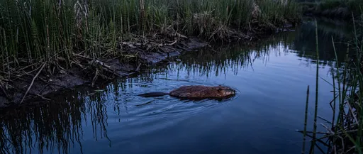 Muskrat Swimming in Creek at Dusk