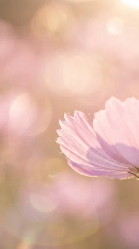 Backlit Pink Cosmos Petal with Bokeh