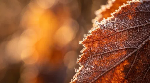 Frosted Autumn Leaf Macro with Bokeh
