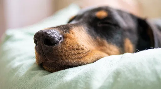 Close-Up of Sleeping Doberman Puppy Nose