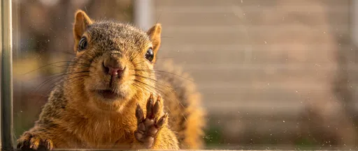 Curious Squirrel Peeking Through Window