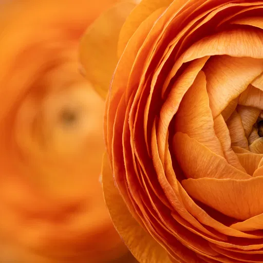 Macro Close-Up of Orange Ranunculus Flower