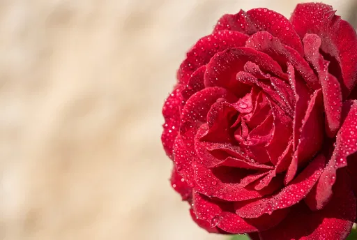 Red Rose With Dewdrops Close Up