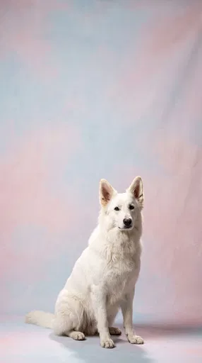 White Swiss Shepherd Studio Portrait