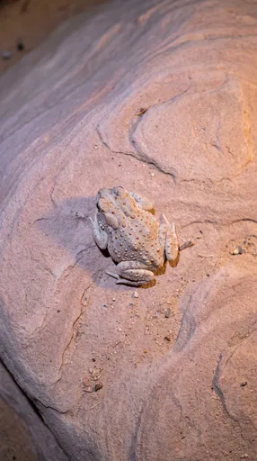 Red-Spotted Toad on Desert Sandstone