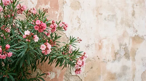 Pink Oleander Bush Against Weathered Wall