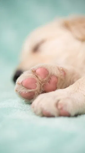 Close-Up of Sleeping Puppy Pink Paw