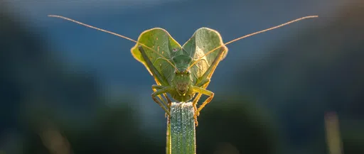 Symmetrical Macro of Green Leaf Katydid