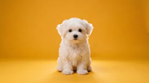 White Maltese Puppy on Yellow Background