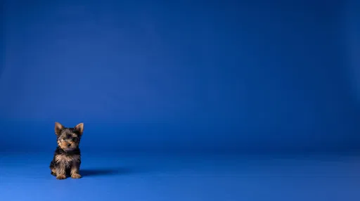Yorkshire Terrier Puppy on Blue Background