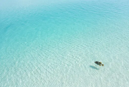 Triggerfish Swimming in Clear Turquoise Lagoon
