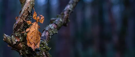 Brown Leaf Insect on Mossy Branch