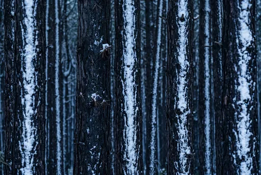 Snow Covered Pine Trunks at Blue Hour