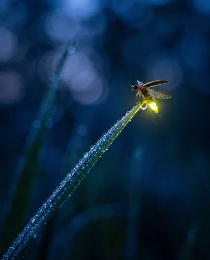 Glowing Firefly on Dewy Grass Blade