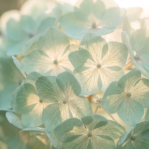 Backlit Mint Green Hydrangea Blossoms Close-Up
