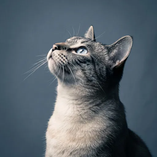 Studio Portrait of Lynx Point Siamese Cat