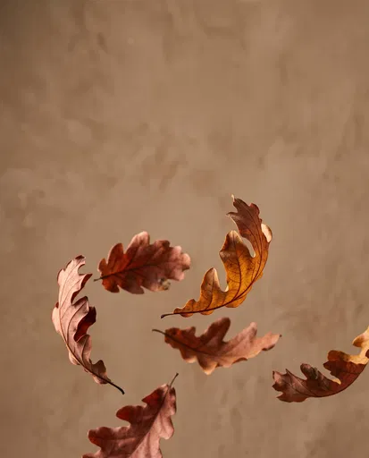 Floating Autumn Oak Leaves With Copy Space