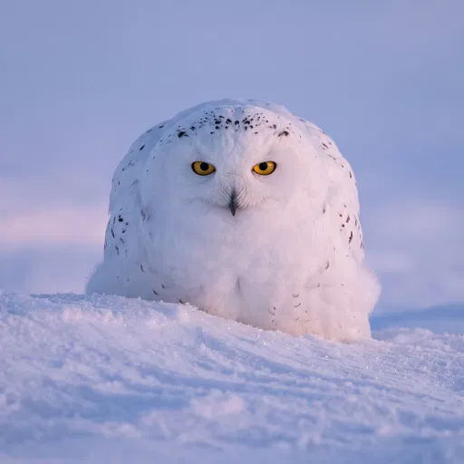 Snowy Owl on Snowdrift at Dusk