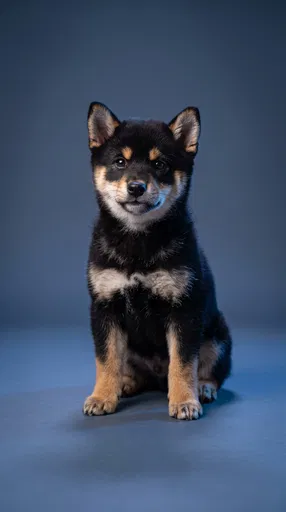 Black and Tan Shiba Inu Puppy Portrait